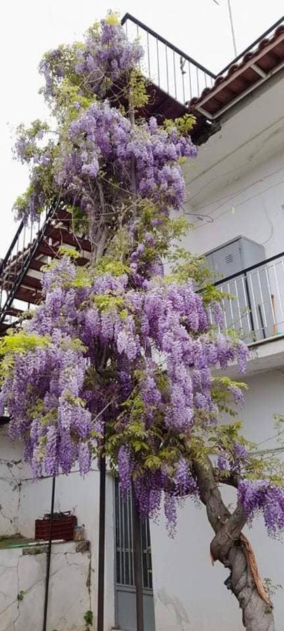 Вілла Vacation House Dionysia Егіо Екстер'єр фото